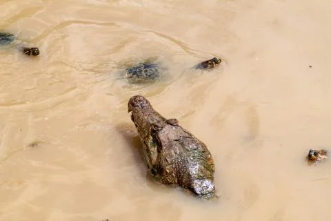 The yellow-spotted Amazon river turtle (Podocnemis unifilis) and spectacled c Stock Photos