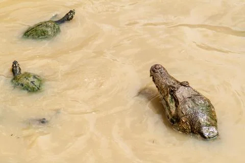 The yellow-spotted Amazon river turtle (Podocnemis unifilis) and spectacled c Stock Photos