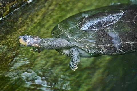 Yellow spotted Amazon river turtle Podocnemis unifilis swimming in a water Stock Photos