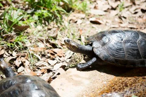Yellow-Spotted Amazon Turtle Stock Photos