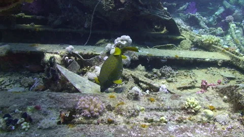 Yellow spotted boxfish Stock Footage 295416488