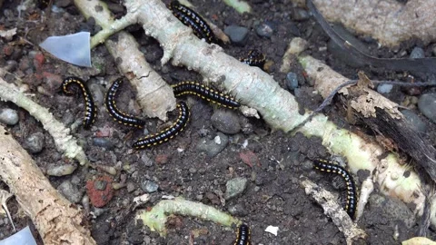 Yellow-spotted millipede crawling on damp soil in the daylight Stock Footage 292870376