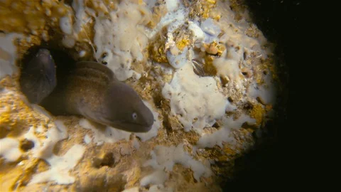 Yellow Spotted Moray Eel Close Up In Underwater Cave Gato Island Philippines Stock Footage 113899597
