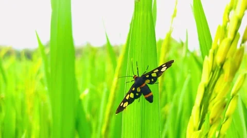 Yellow-Spotted Moth on Paddy Field – Closeup of Rural Nature Stock Footage 307950149