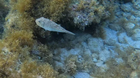 Yellow Spotted Pufferfish Fish Unique Sea Creature on the Go Stock Footage 303245455