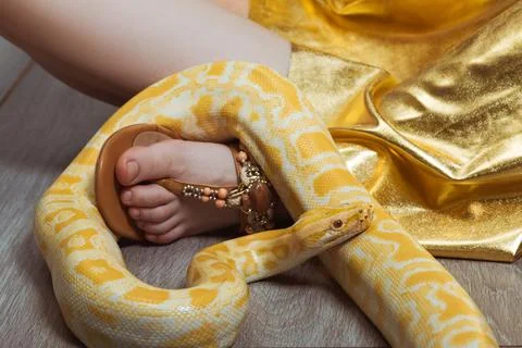 A yellow spotted python wraps around a woman foot. Snake as a pet 库存照片