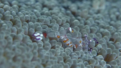 Yellow-spotted shrimp Stock Footage 345619403