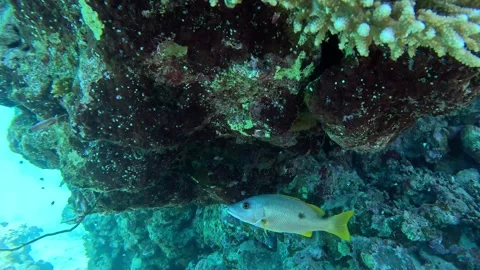 Yellow Spotted Snapper Underwater in Red Sea Coral Reef Vídeos de archivo 329868148