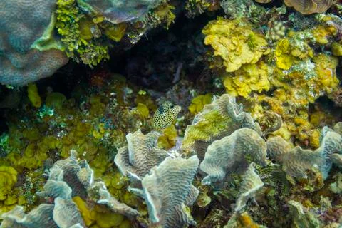 Yellow spotted trunkfish Stockfoto's