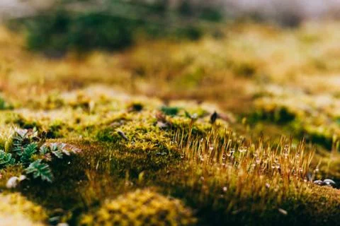 Yellow spring background with moss and dew drops. Stock Photos