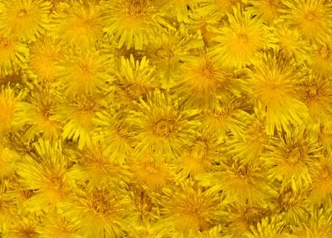 Yellow spring background Stock Photos
