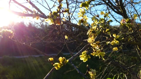 Yellow Spring Blossoms Backlit by Evening Sun Stock-Footage 332241602