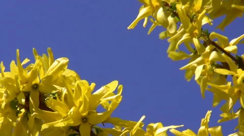 Yellow spring blossoms on blue background Vídeo Stock 48923523