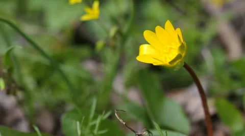 Yellow spring buttercup Stock Footage 22196520