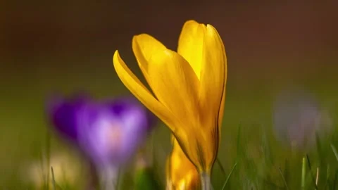 Yellow spring crocus flower blooming in a meadow Stock Footage 345482628