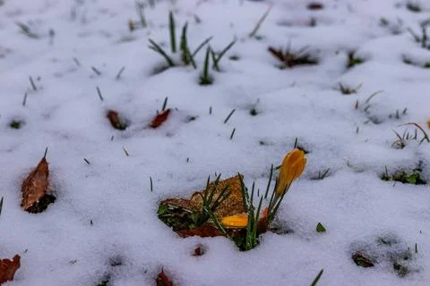 Yellow Spring Crocus Flower Emerging Through Snow in Early Spring Stock-Fotos