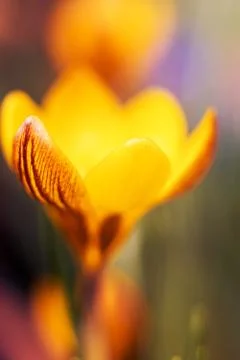 Yellow spring crocus flower macro closeup with selective focus. Spring backgr Stock Photos