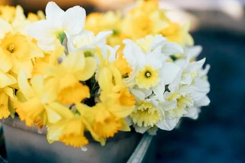 Yellow spring daffodils closeup Stock-Fotos