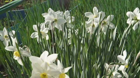 Yellow spring daffodils Stock-Footage 122169501