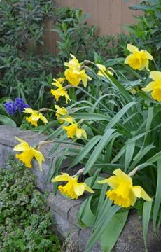 Yellow spring daffodils garden Stock Photos