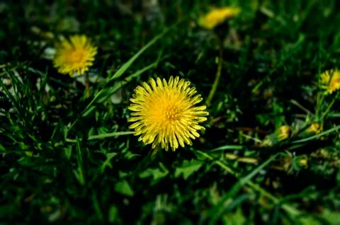 Yellow Spring Dandelion Stock Photos