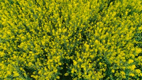 Yellow spring field with yellow rapeseed flowers. Aerial Stock Footage 108838546