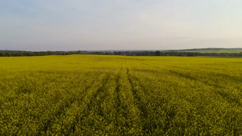 Yellow spring field with yellow rapeseed flowers. Aerial Stock Footage 108842377