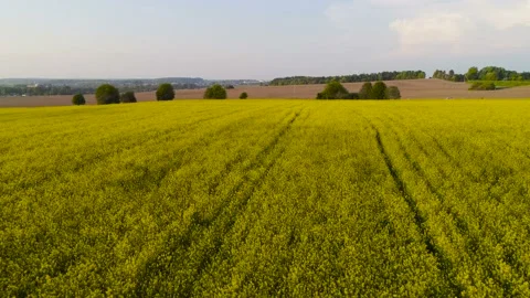 Yellow spring field with yellow rapeseed flowers. Aerial Stock Footage 108843539