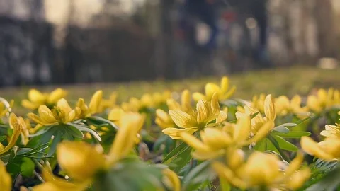 Yellow spring flower with bicycles and walker in blurred background Stock Footage 73482804
