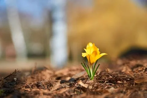 Yellow spring flower blossoms at spring Stock-Fotos