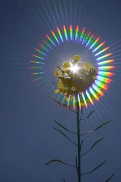 Yellow spring flower with colored lights Stock Photos