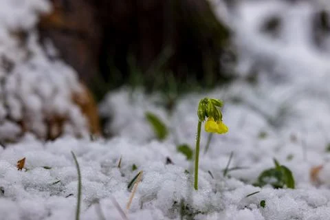 Yellow Spring Flower Emerging Through Snow in Early Spring Forest Close Up Foto stock