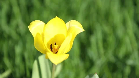Yellow Spring Flower Video stock 22783494