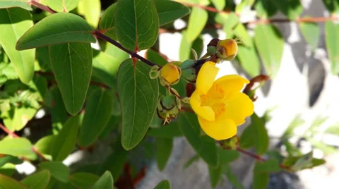 Yellow spring flower Stock Footage 39946206