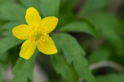 Yellow spring flower on a green background. Postcard, combination of yellow and Stock Photos
