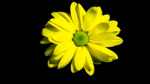 Yellow spring flower Stock Photos
