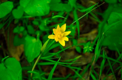 Yellow Spring Flower Stock Photos