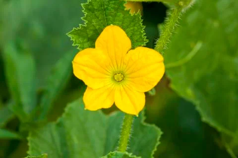 Yellow Spring Flower Stock Photos