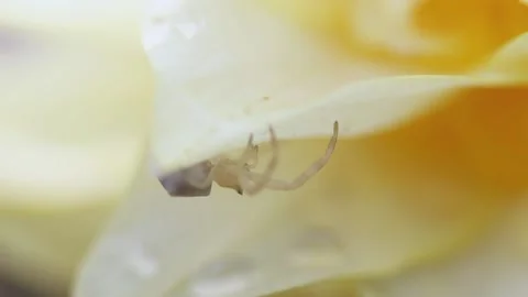 Yellow spring flower with a small spider on it side view 動画素材 183205471