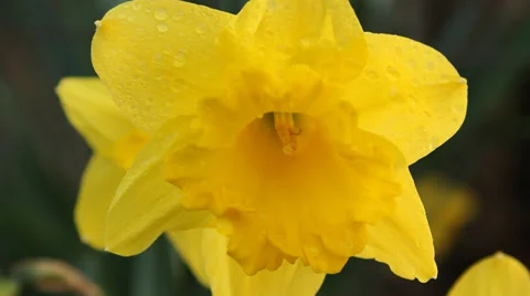 Yellow Spring Flower w/ Droplets, Dolly Shot Stock Footage 36440867