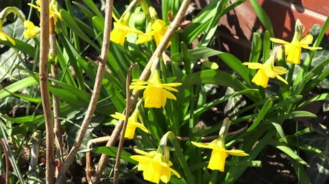 Yellow spring flowers 4K Stock Footage 48756453