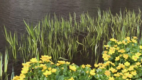 Yellow Spring Flowers and Fresh Cattails Growing Near a Lake Stock Footage 335461208