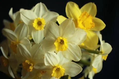 Yellow spring flowers on a black background, narcissus Stock Photos
