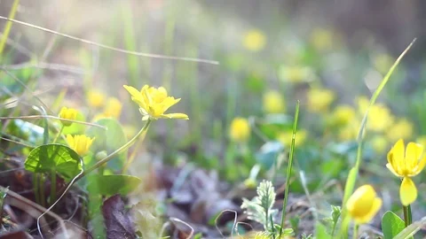 Yellow spring flowers, close-up. Stock Footage 127375108