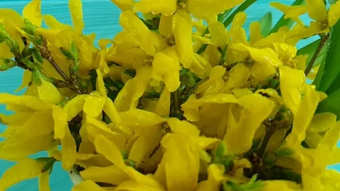 Yellow spring flowers dripping water, slow-motion Video stock 88632753