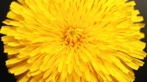 Yellow spring flowers Stock Footage 38385977