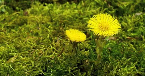 Yellow spring flowers. Stock Footage 50560940