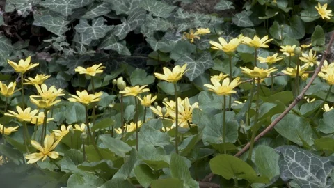 Yellow spring flowers Stock-Footage 88687336