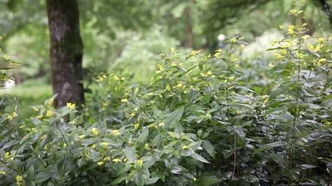 Yellow spring flowers in the forest Video stock 310079713