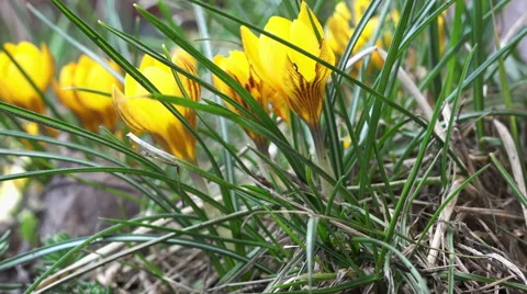Yellow spring flowers in the grass 4K Stock Footage 47478017